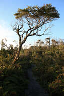 Image of Nothofagus nitida (Phil.) Krasser