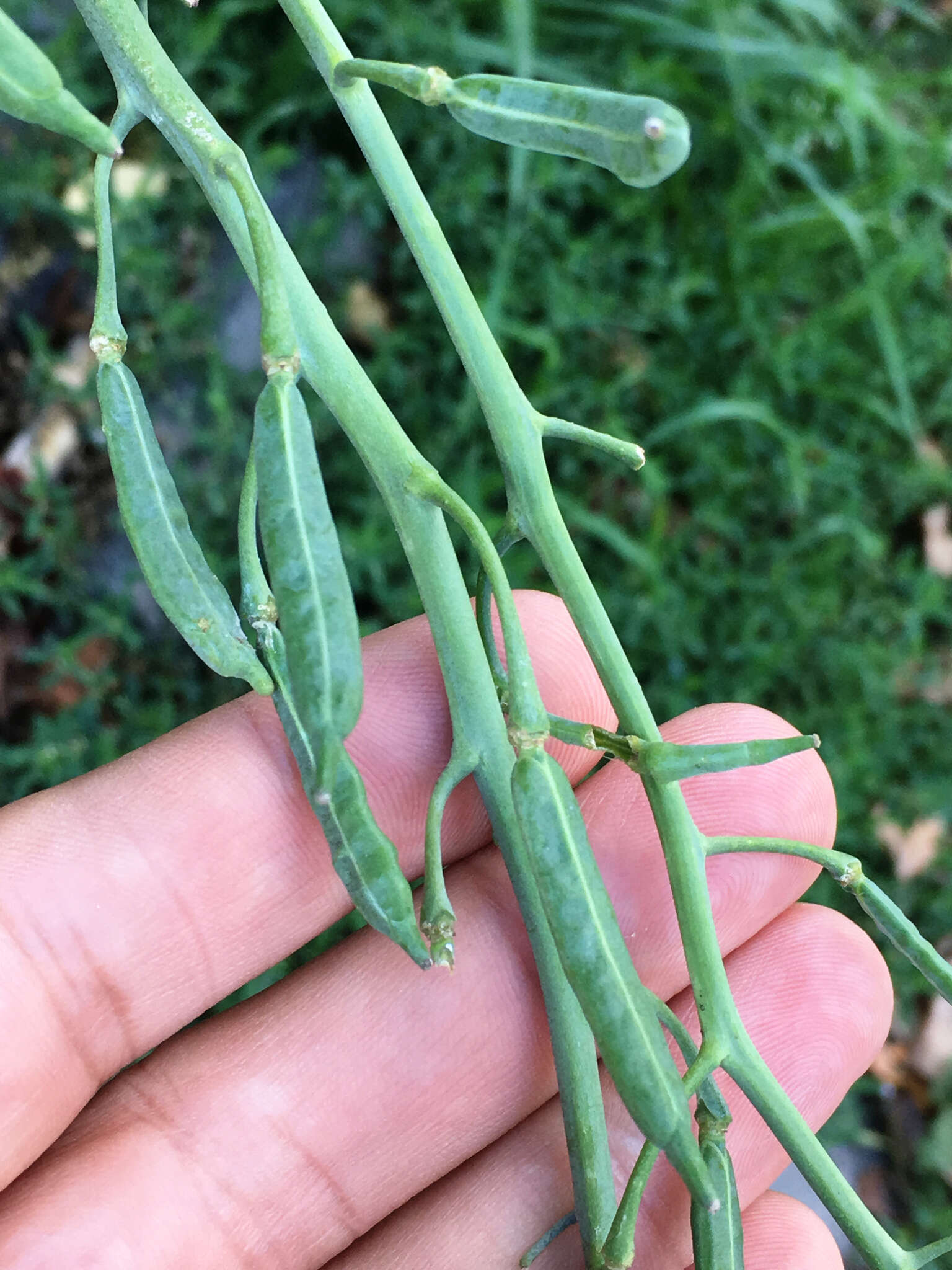 Plancia ëd Brassica oleracea L.