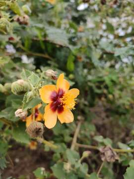 Image of Florida Keys Indian mallow