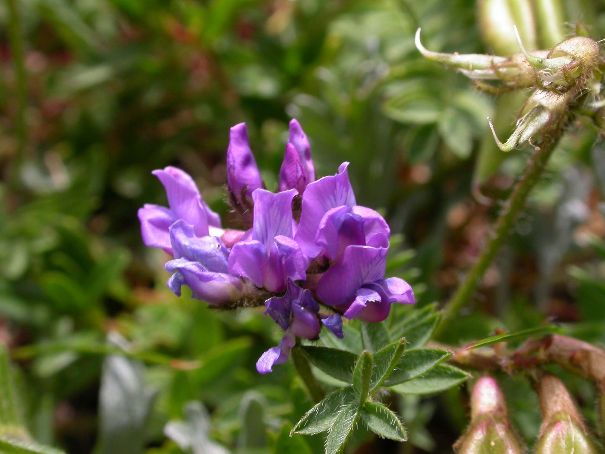 Image of Oxytropis neglecta Ten.