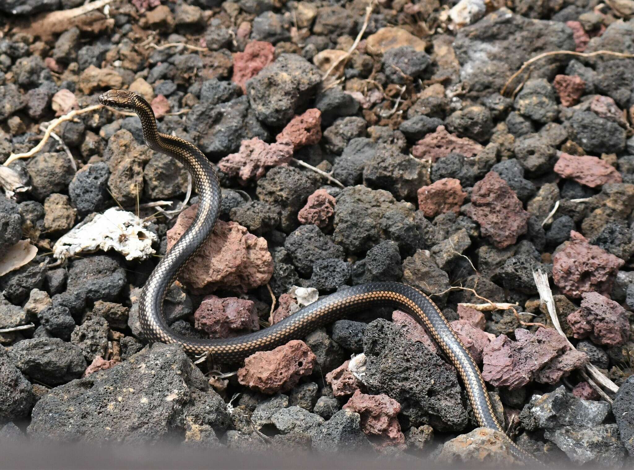 Sivun Pseudalsophis steindachneri (Van Denburgh 1912) kuva