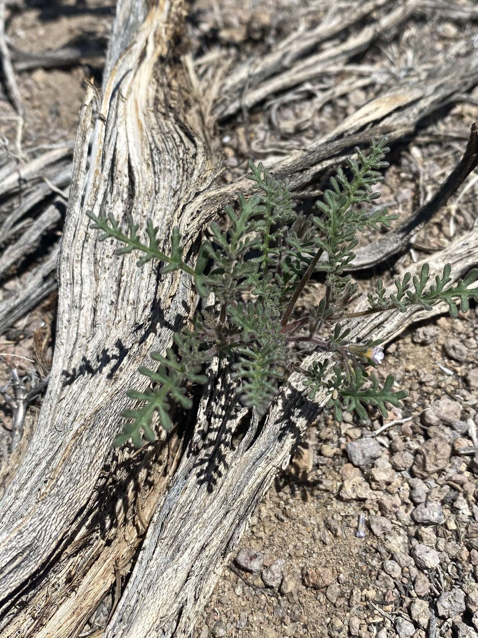 Image de Phacelia ivesiana Torr.