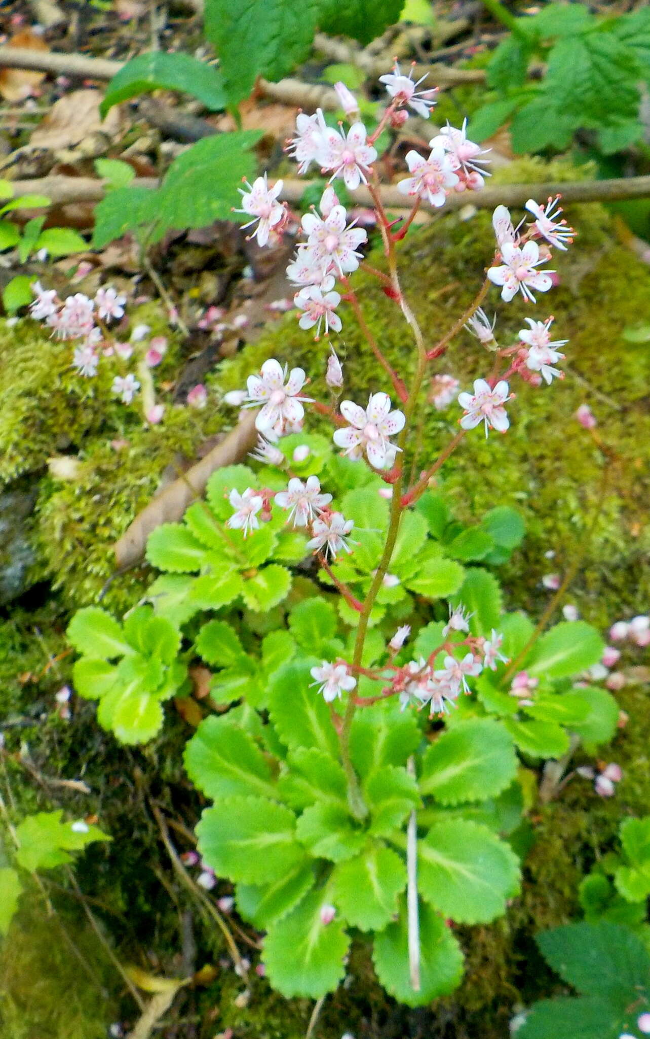 Image of Saxifraga urbium D. A. Webb