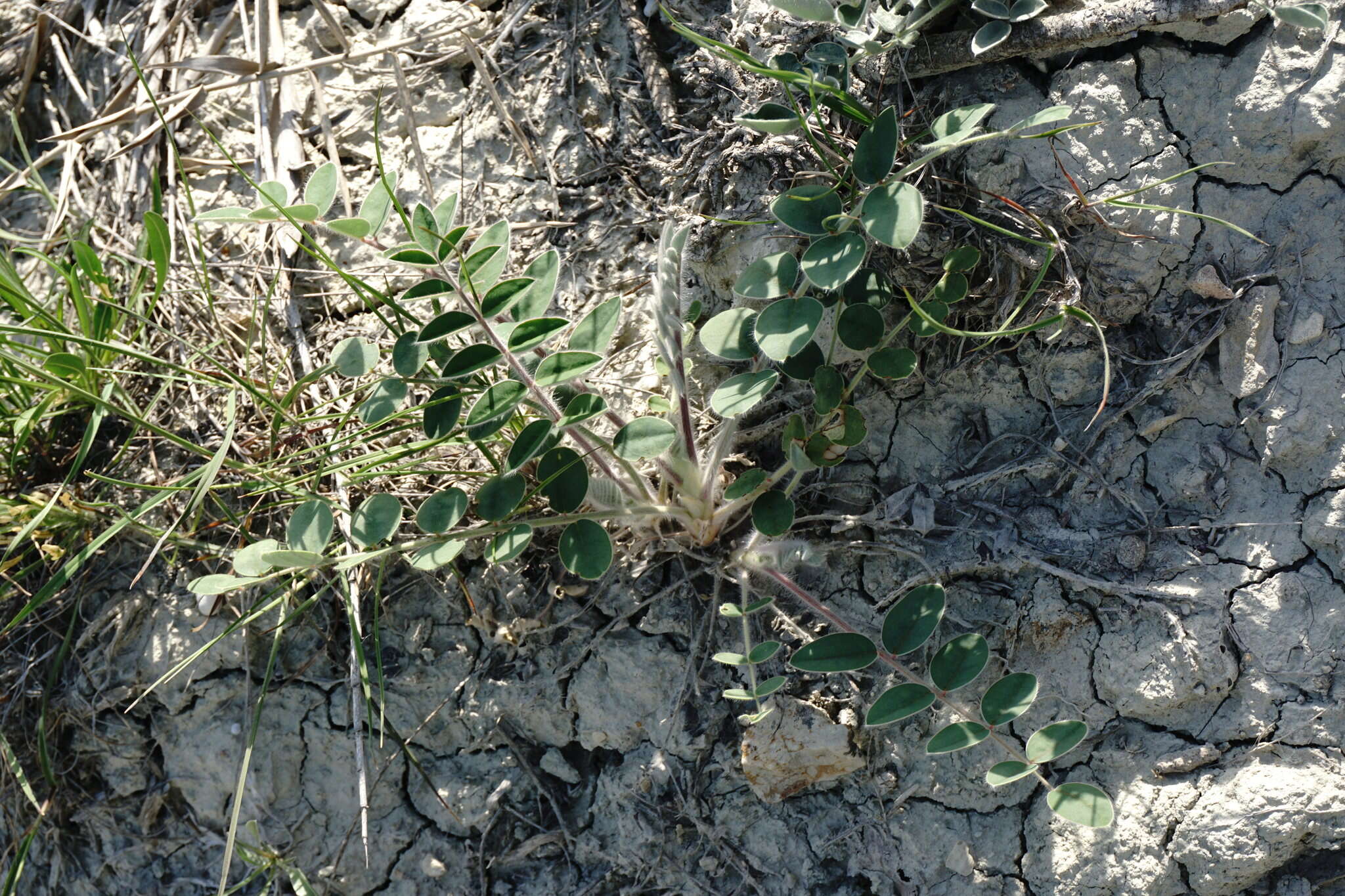 Image of Onobrychis pallasii (Willd.) M. Bieb.