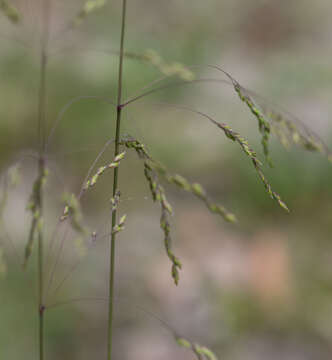 Image of Poa meionectes Vickery