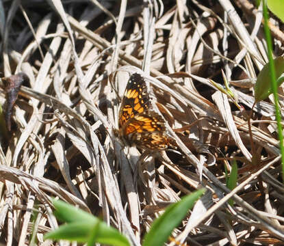 Image of Gorgone Checkerspot