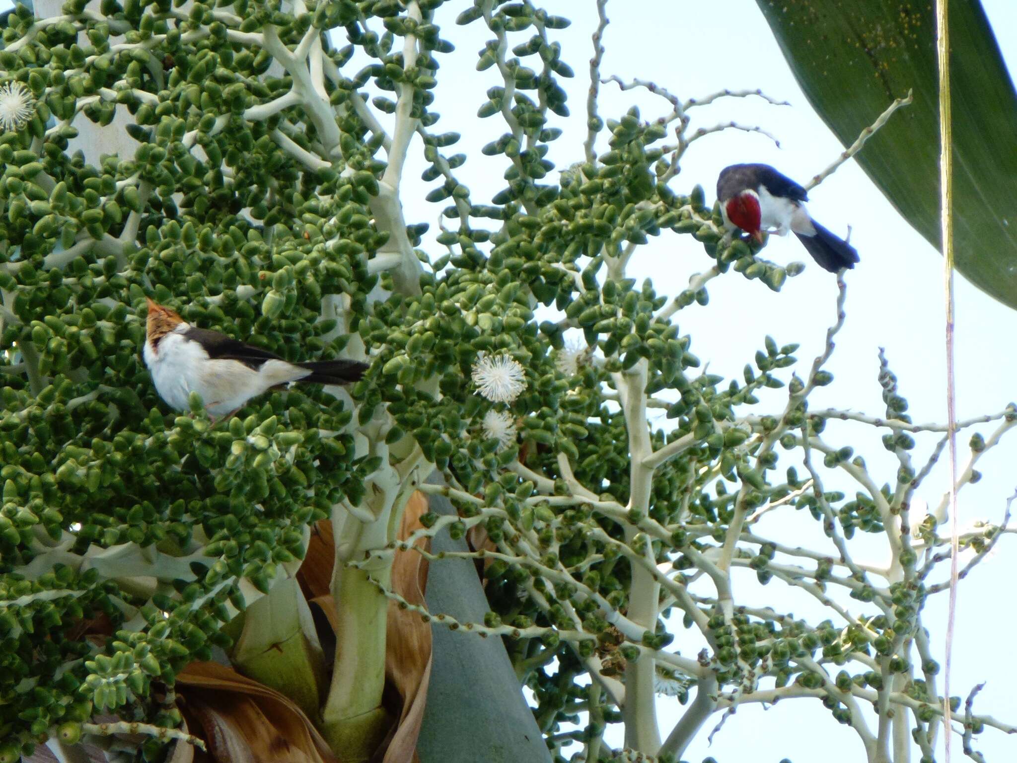 Image of Yellow-billed Cardinal