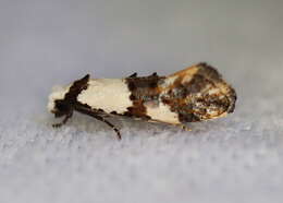 Image of Blotched monopis moth