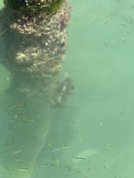 Image of Caribbean reef squid