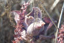 Image of Echeveria gibbiflora DC.