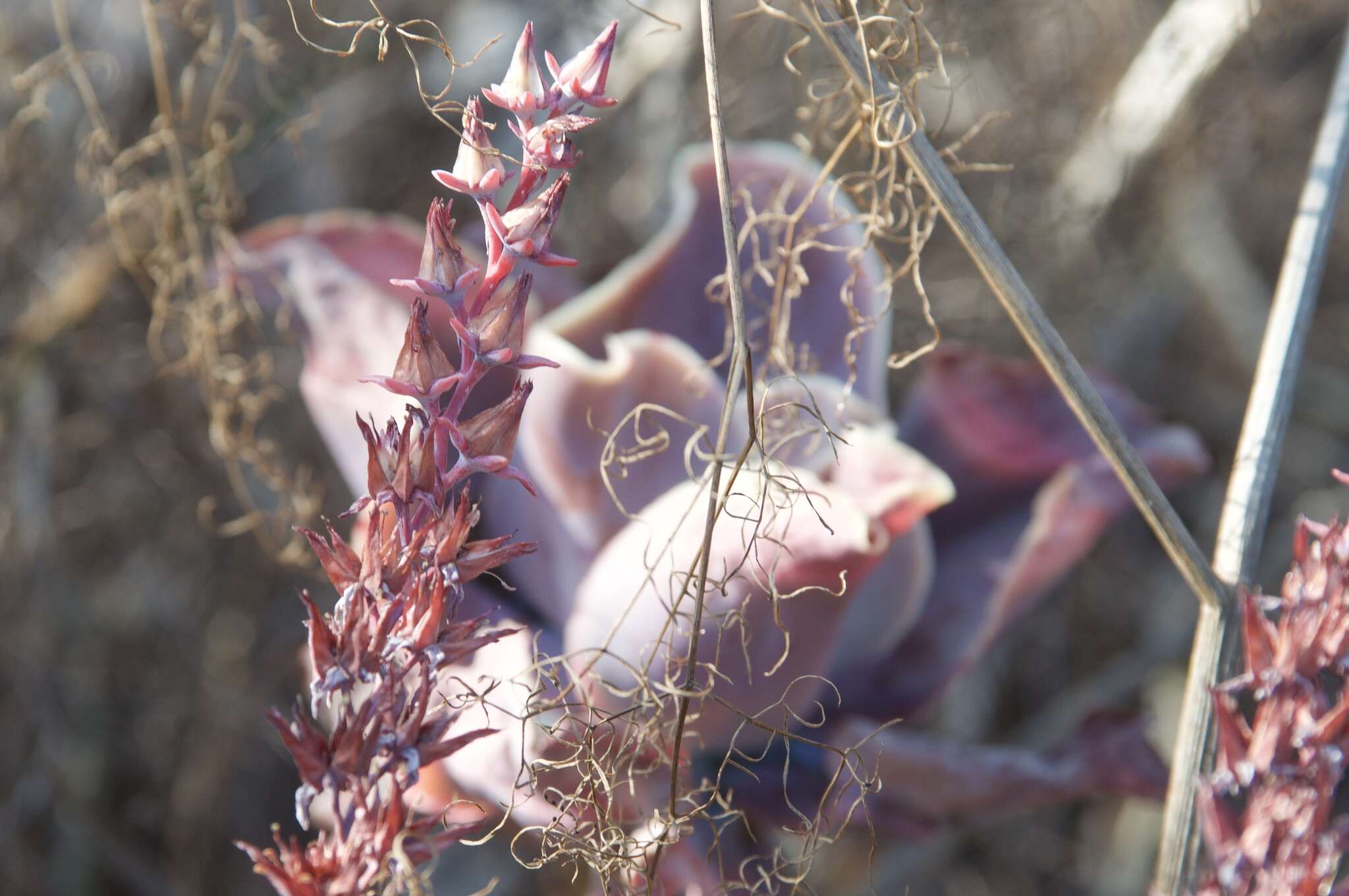 Image of Echeveria gibbiflora DC.