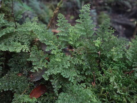 Plancia ëd <i>Hymenophyllum polyanthon</i>