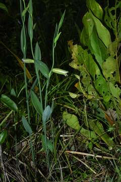 Imagem de Cleistes grandiflora (Aubl.) Schltr.