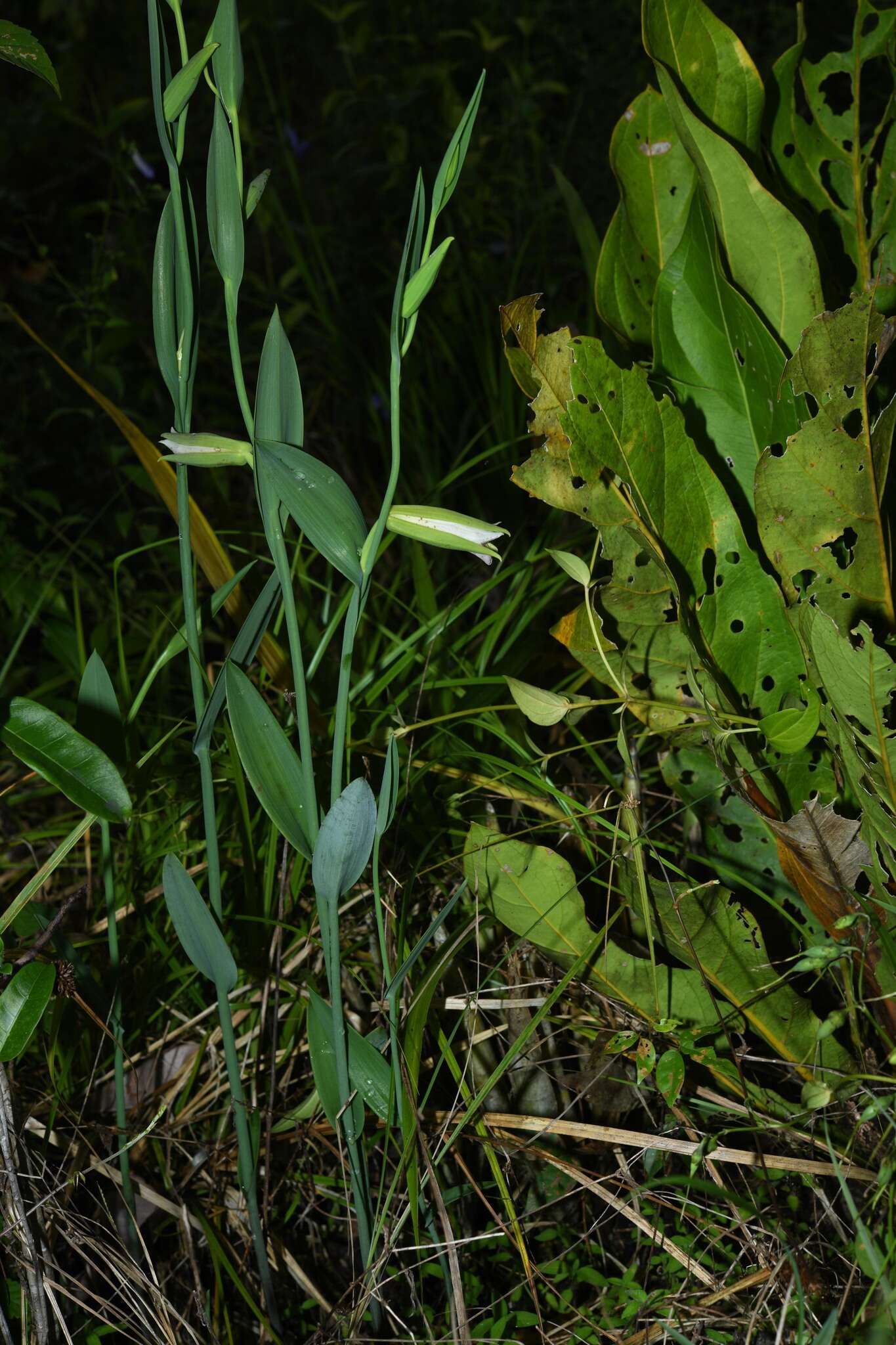 Image of Cleistes grandiflora (Aubl.) Schltr.
