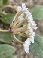 Image of Wyoming Sand Verbena