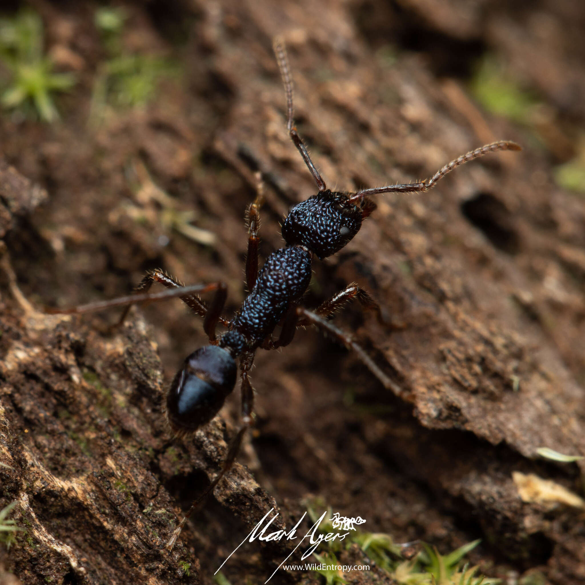 Image of Rhytidoponera chalybaea Emery 1901