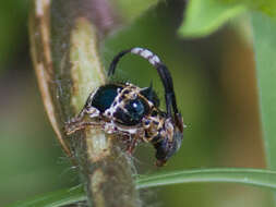 Image of Tessarecphora arachnoides Thomson 1857