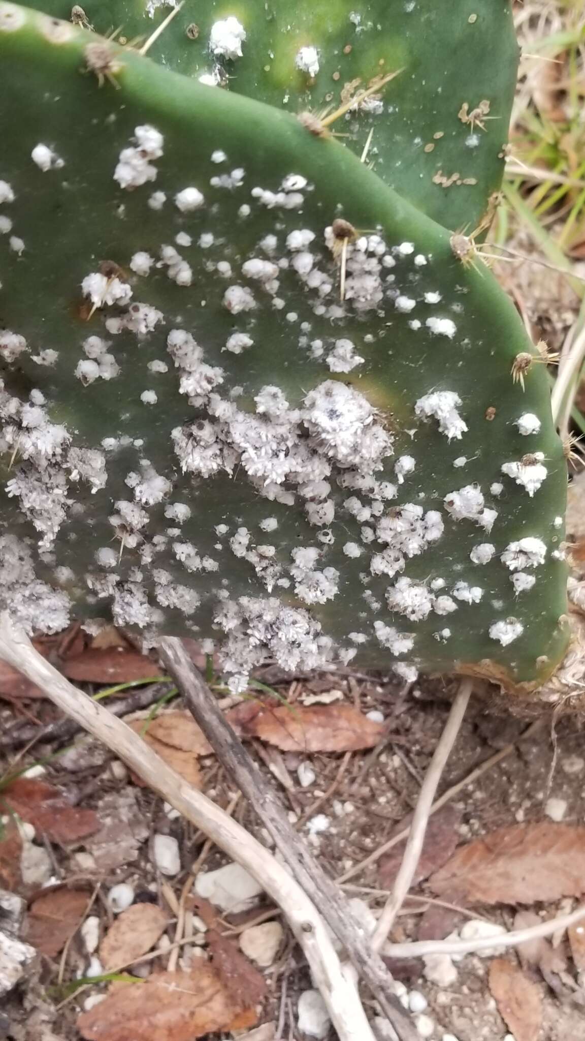 Image of Cochineal scale