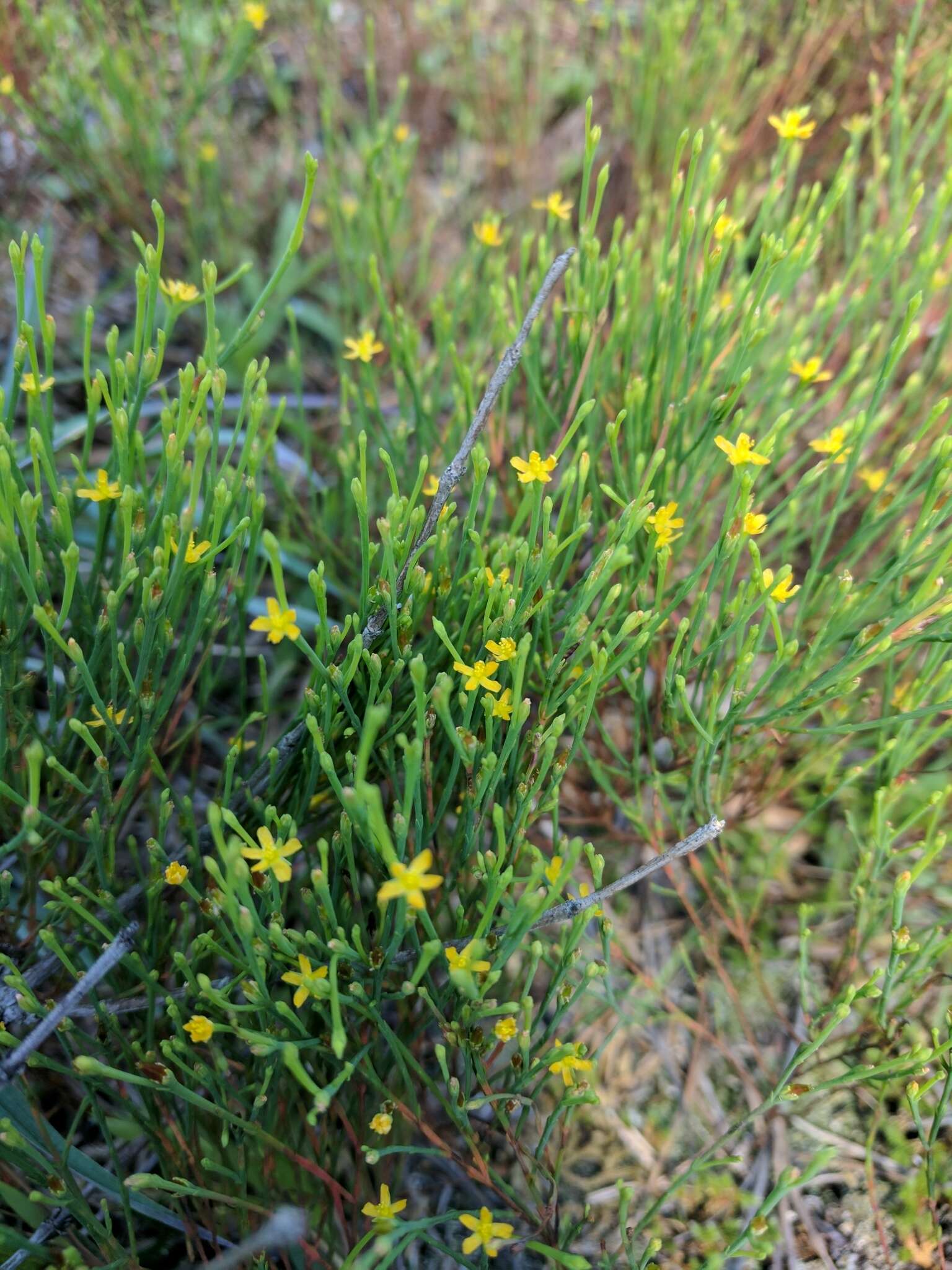 Plancia ëd Hypericum gentianoides (L.) Britton, E. E. Sterns & Poggenb.