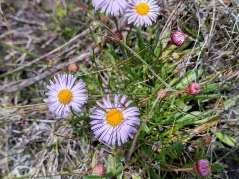 Plancia ëd Brachyscome parvula Hook. fil.