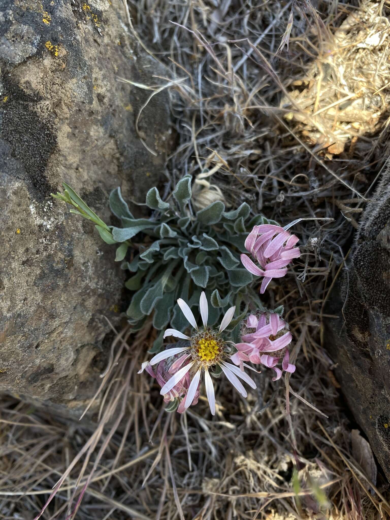 Image of Townsendia florifera (Hook.) A. Gray