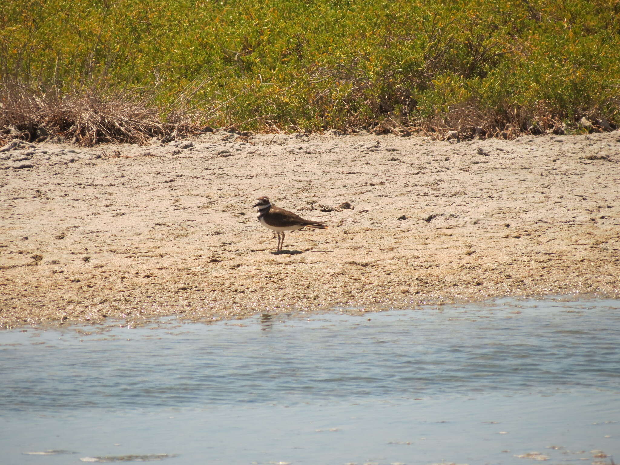 Image of Killdeer