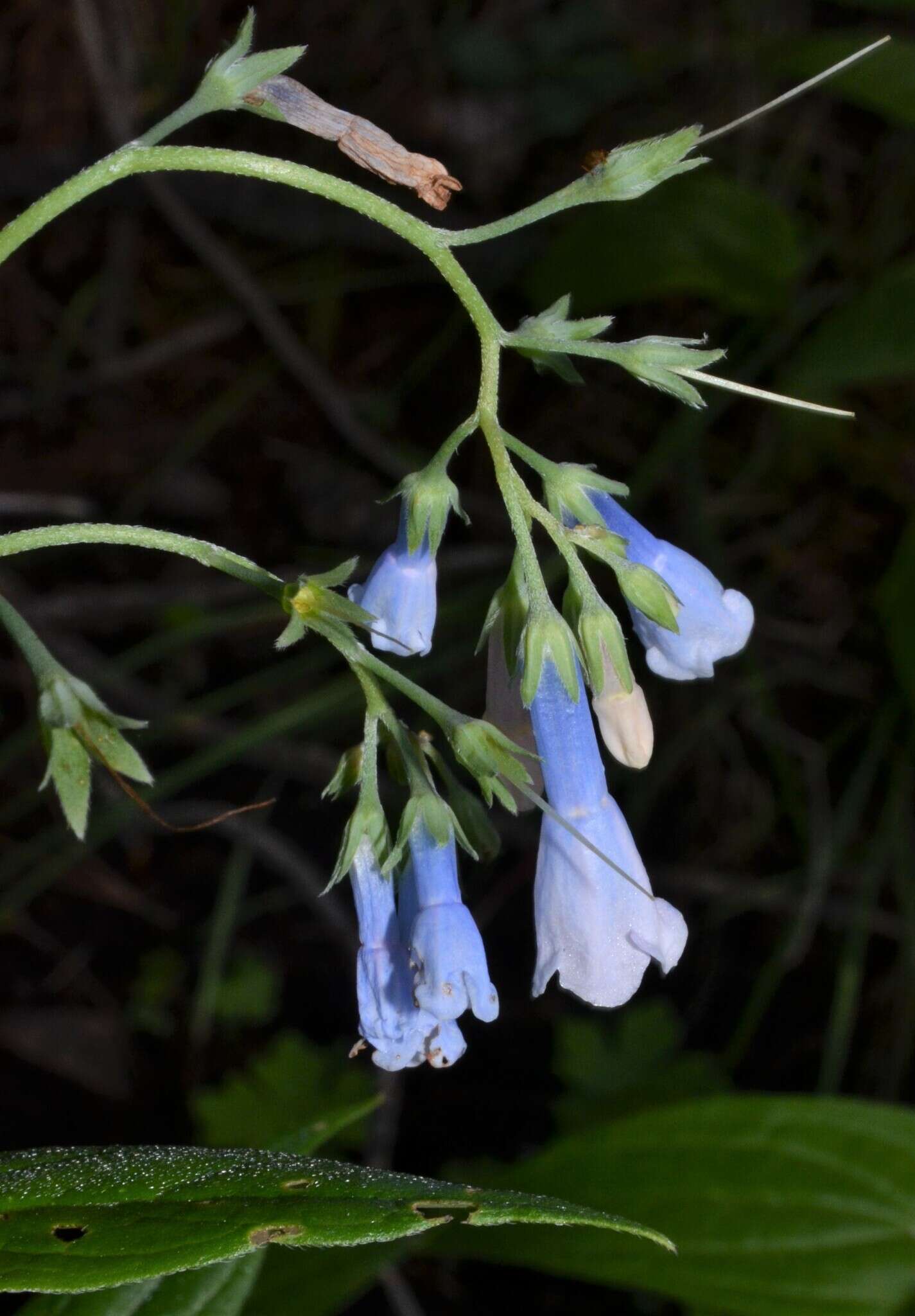 Image of Franciscan Bluebells