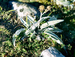 Image of Saussurea vyschinii V. Yu. Barkalov