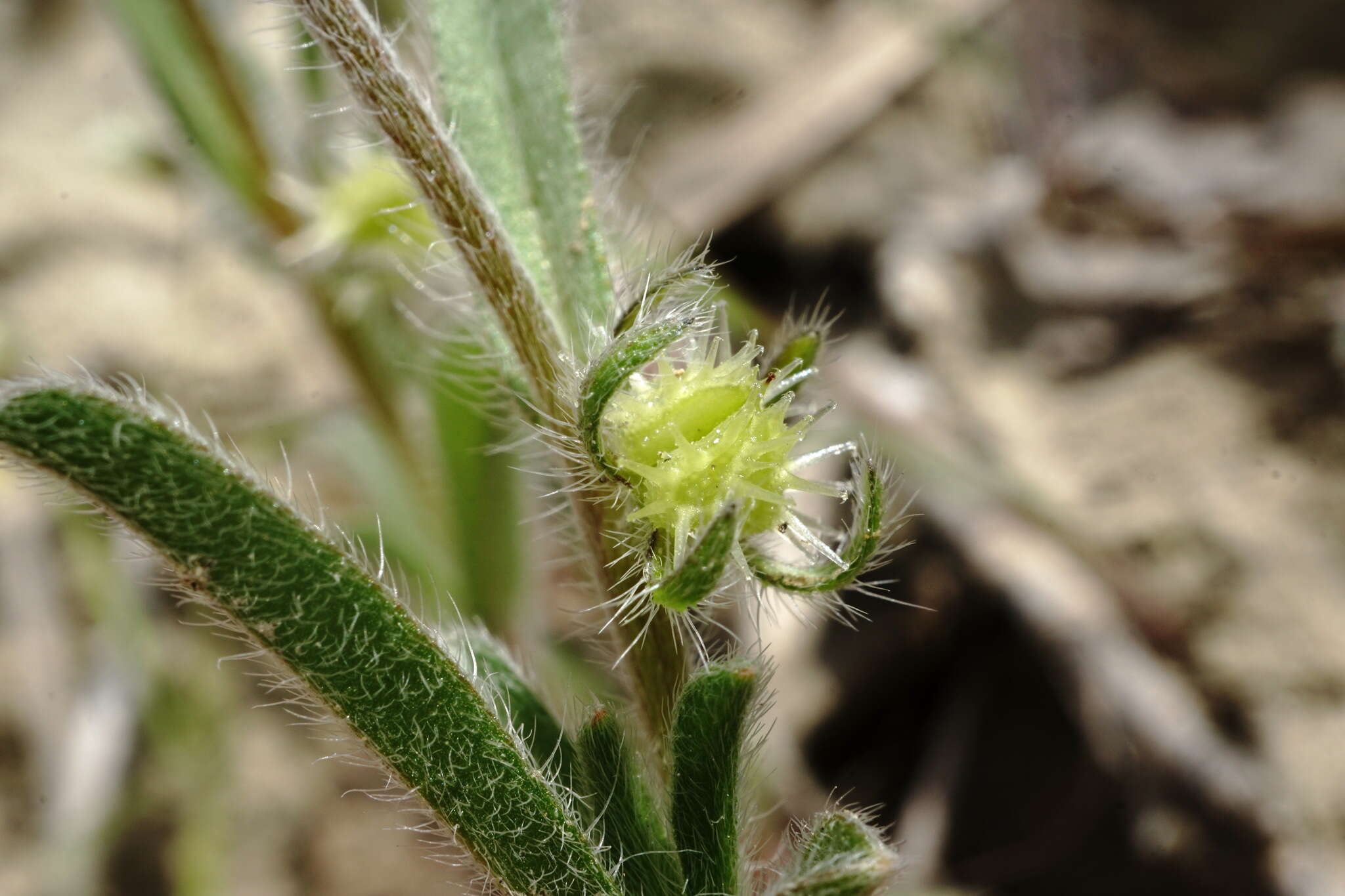 Image of Lappula patula (Lehm.) Gürke