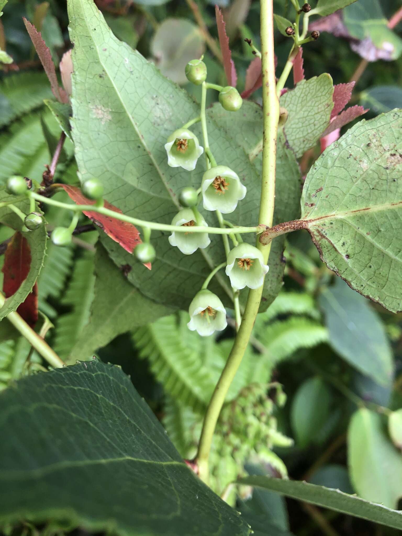 Image of Gaultheria leucocarpa var. cumingiana (Vidal) T. Z. Hsu