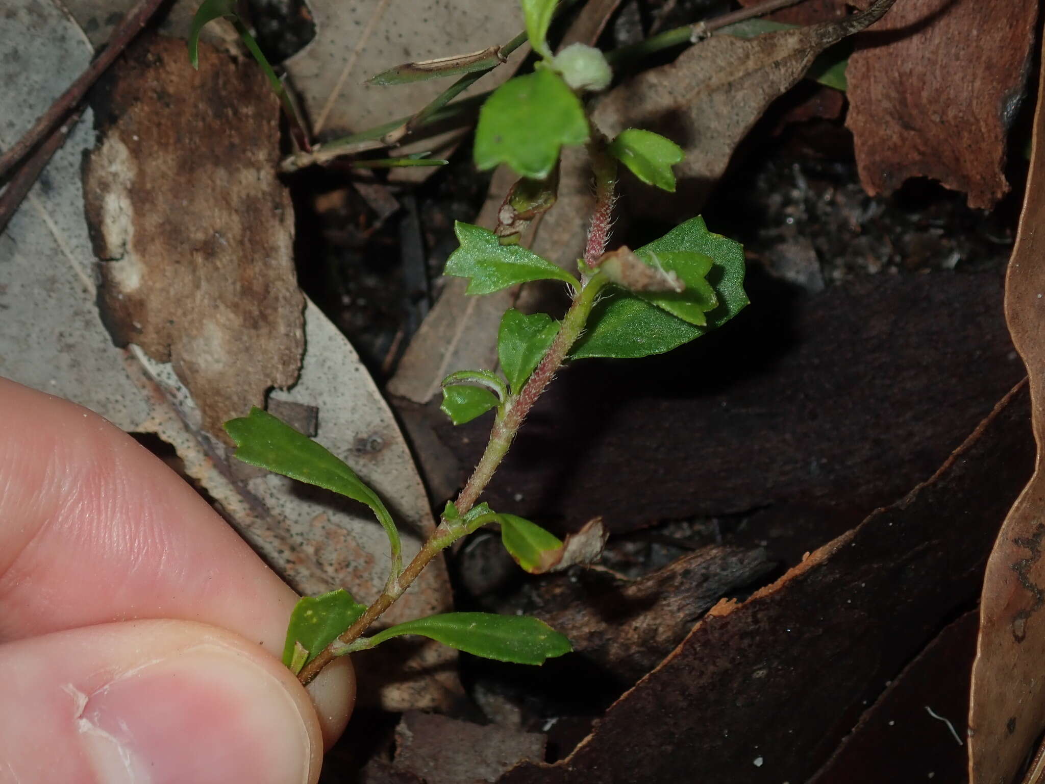 Sivun Xanthosia tridentata DC. kuva