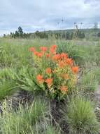 Image of acute Indian paintbrush