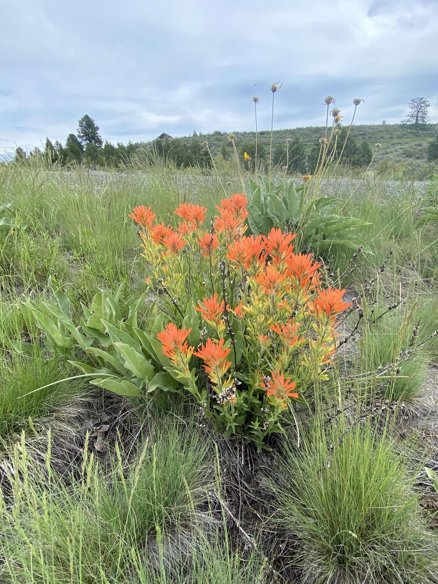 Image of acute Indian paintbrush