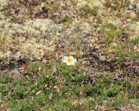 Image of entireleaf mountain-avens