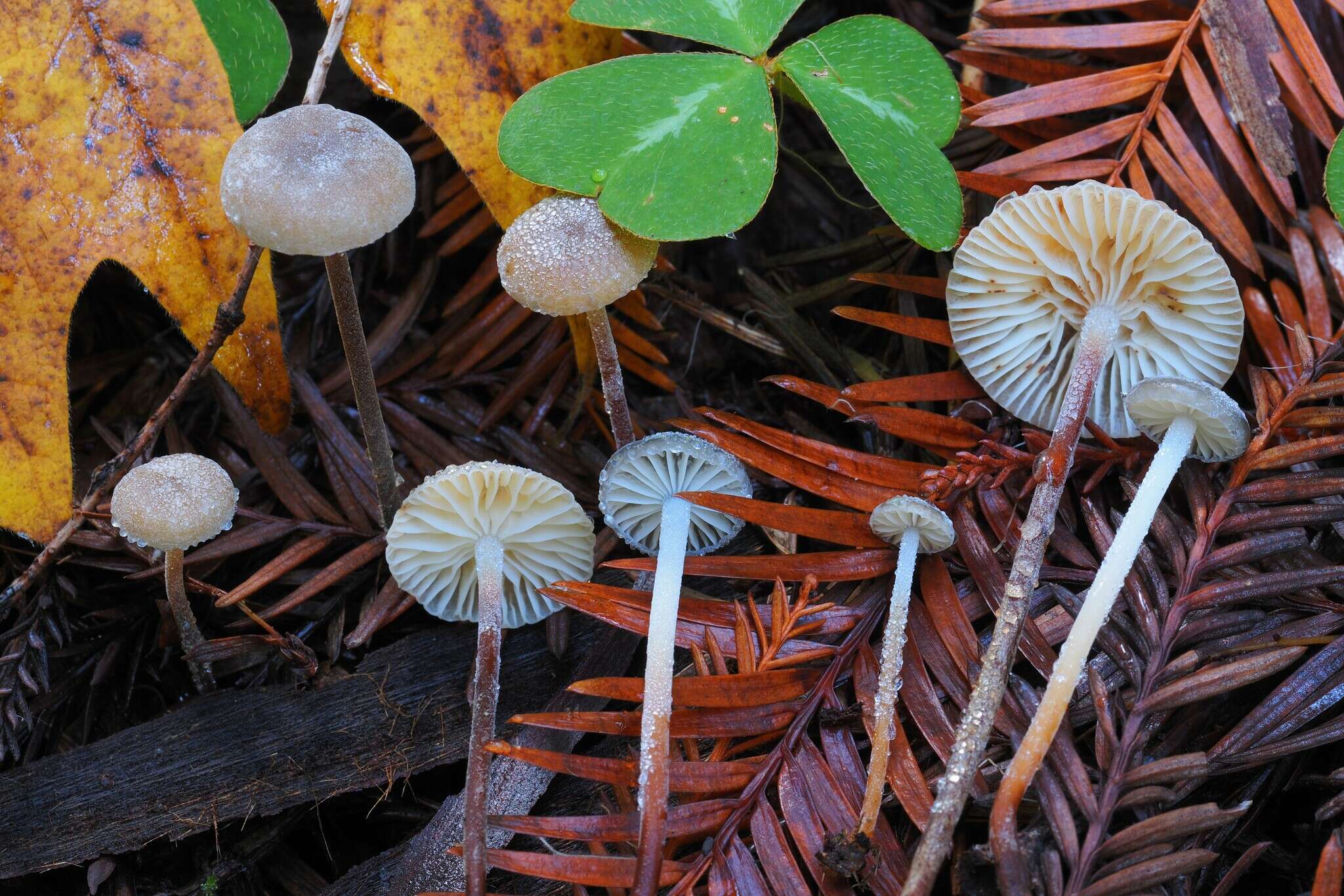 Imagem de Rhizomarasmius undatus (Berk.) R. H. Petersen 2000