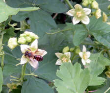 Image of Andrena florea Fabricius 1793