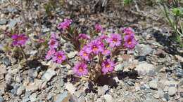 Image of red monkeyflower