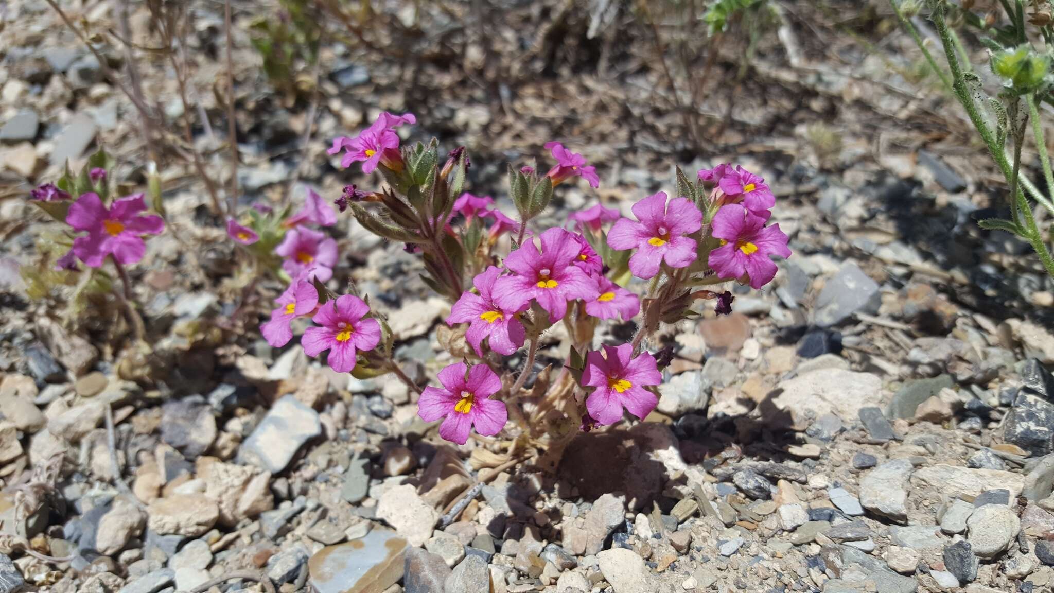 Image of red monkeyflower