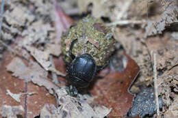 Paragymnopleurus maurus (Sharp 1875) resmi