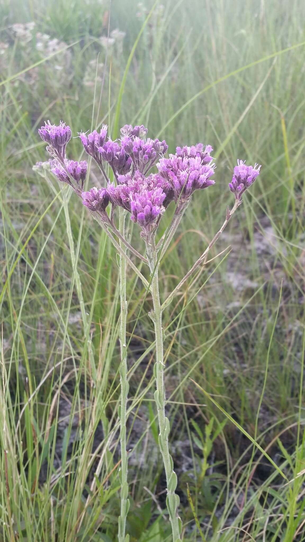 Image of pineland chaffhead