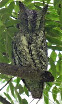 Image of African Scops Owl