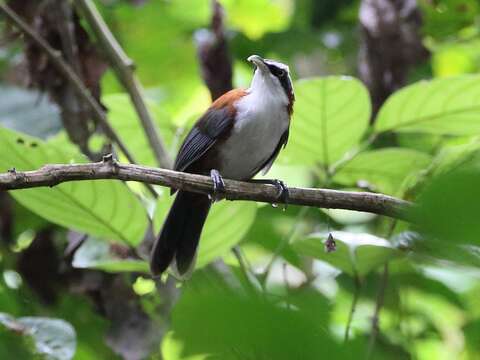 Слика од Pomatorhinus bornensis