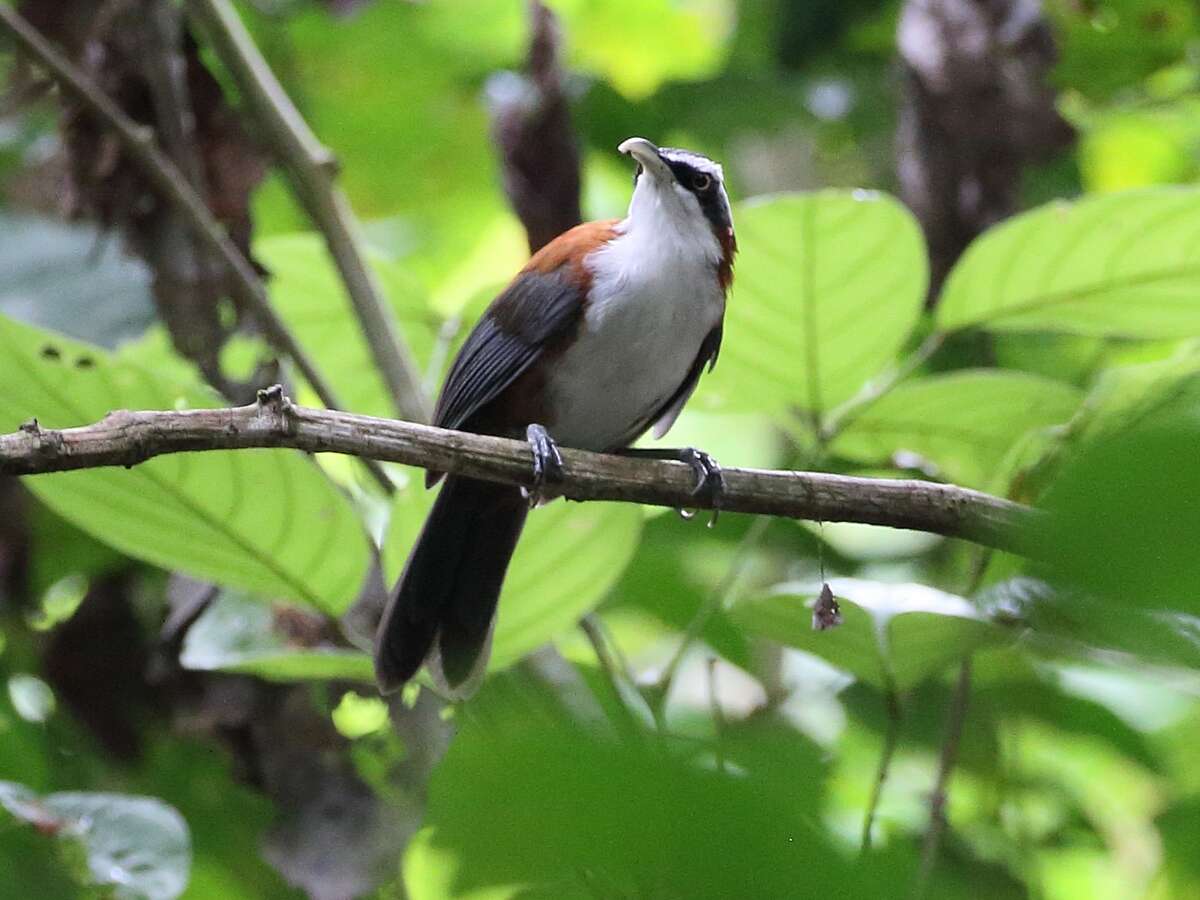 Imagem de Pomatorhinus bornensis