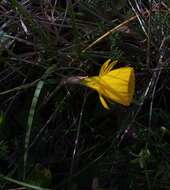 Image of petticoat daffodil