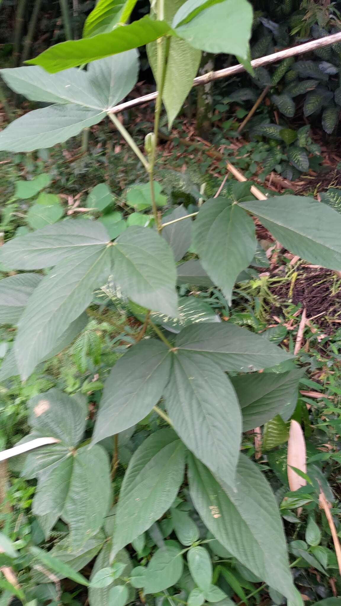 Слика од Flemingia macrophylla (Willd.) Merr.