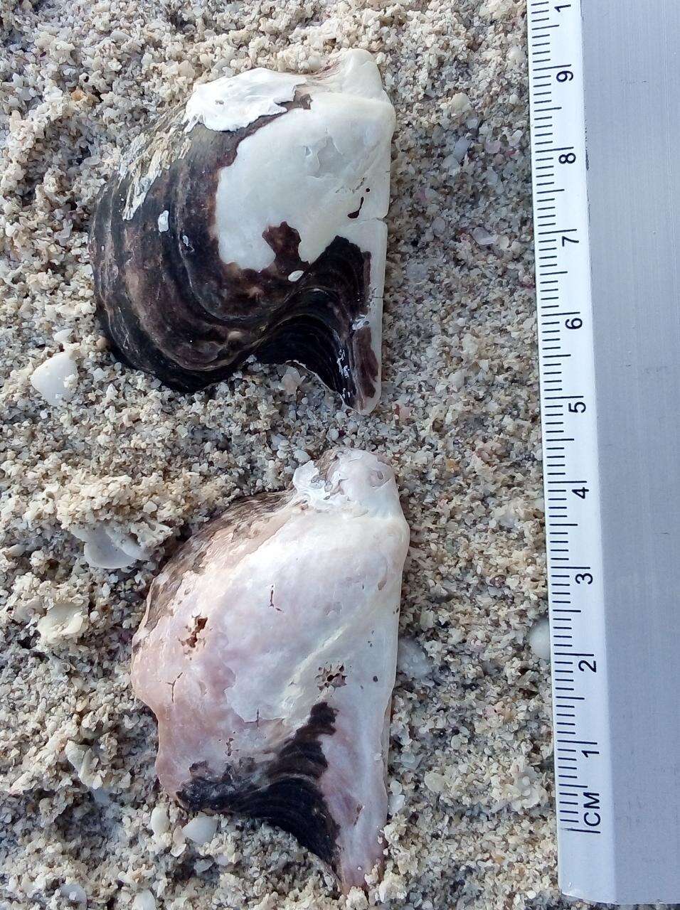 Image of Atlantic wing-oyster