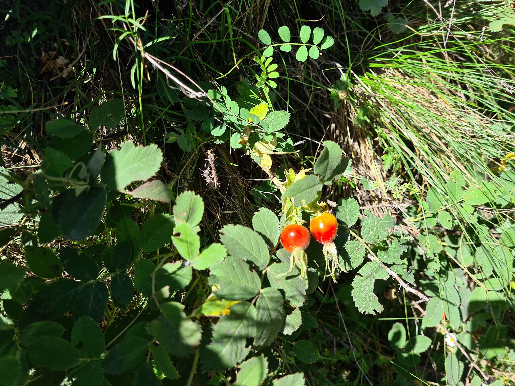 Image of Rosa buschiana Chrshan.