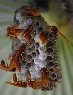 Image of Polistes dominicus (Vallot 1802)