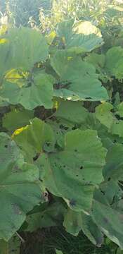 Image of Bog rhubarb