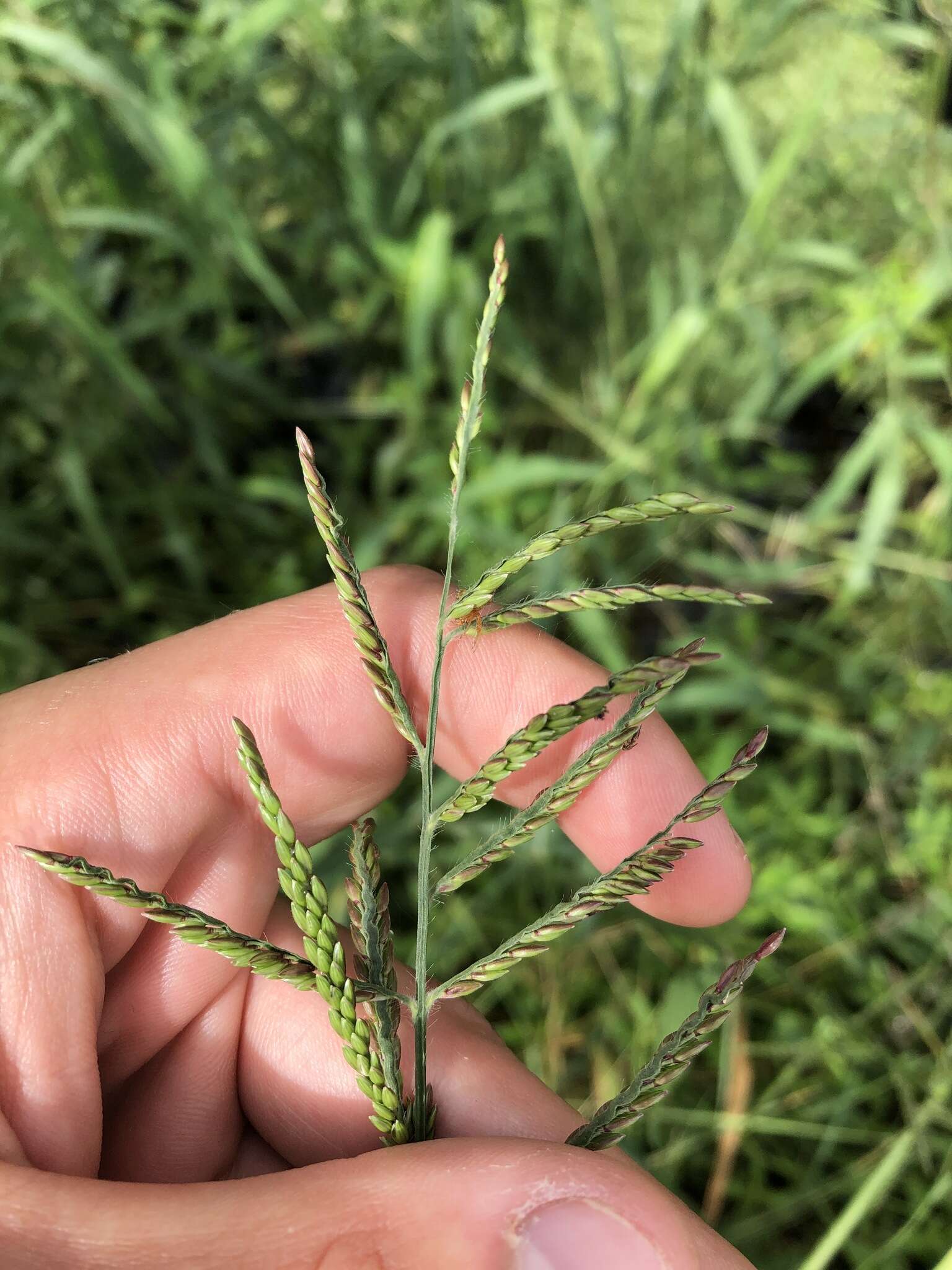 Image de Urochloa polystachya